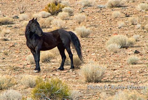 Wild Mustangs Images Carson City, NV Feb 2015