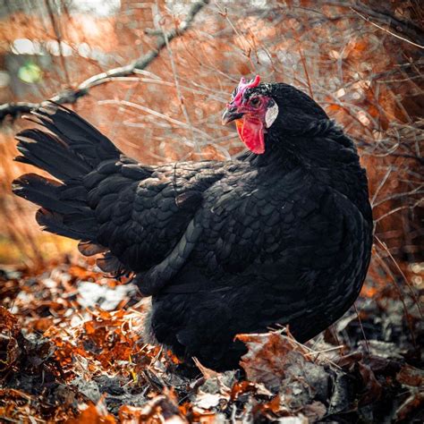 La Fleche Chicken Breed Info - Chicken & Chicks Info