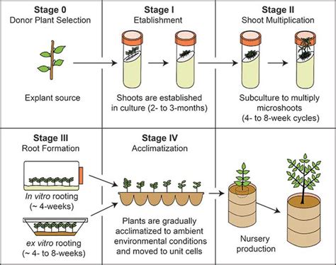 Tissue Culture Types, Micropropagation