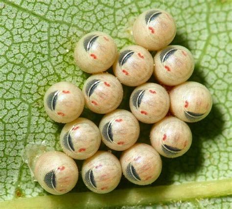 Stink Bugs - Little Bugs with Stinky Defense | Animal Pictures and Facts | FactZoo.com