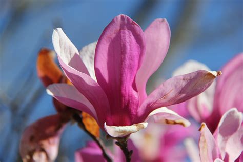 3840x2160 wallpaper | pink magnolia blossom | Peakpx