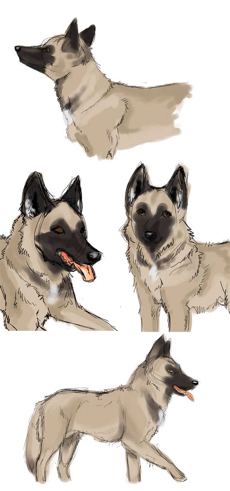 Belgian Malinois Sketches by MathiasKaizer on DeviantArt