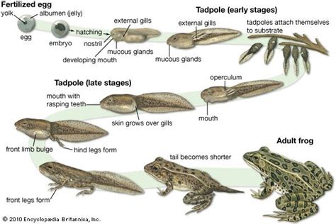 Tadpole | zoology | Britannica.com