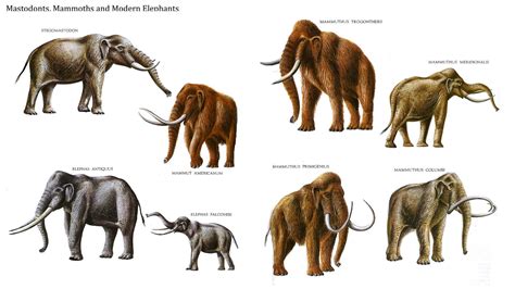 Pachyderms 2.jpg (1920×1080) | Evolution of Mammals | Pinterest ...