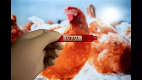 Understanding Kerala's Bird Flu: What's H5N1? Symptoms And Safety Tips Explained