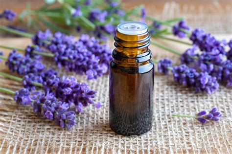 Lavender Essential Oil Benefits for Your Health - Dr. Pingel