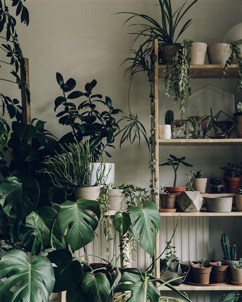 Happy Friday | House plants indoor, Plant decor indoor, Plant aesthetic