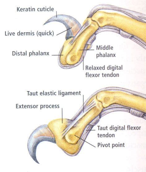 cat claw | Feline anatomy, Cat anatomy, Vet medicine