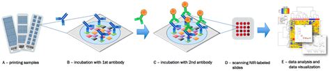 Microarrays | Free Full-Text | Analysis of Reverse Phase Protein Array ...