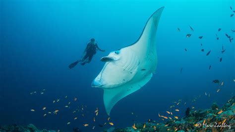 a manta ray swimming in the ocean with fish around it