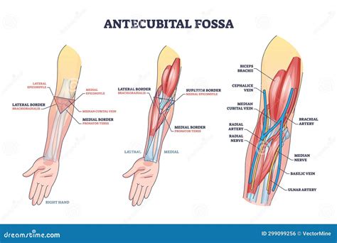 Antecubital Fossa Anatomy with Human Hand Structure Outline Diagram Stock Vector - Illustration ...