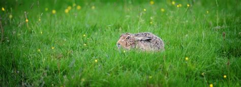 Peak District Wildlife - Hares | Peak District Online