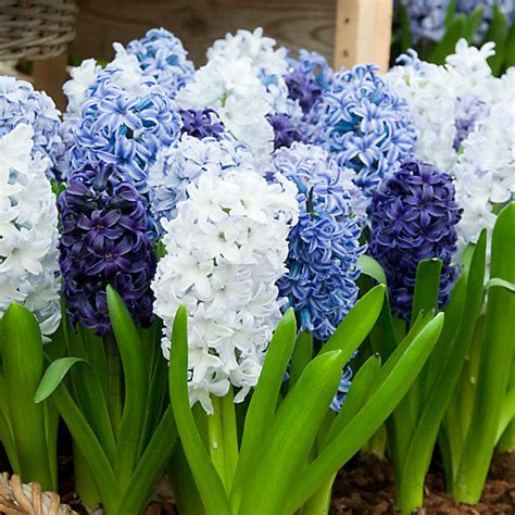 Hyacinth Bulbs | Shop 10 Varieties | Eden Brothers