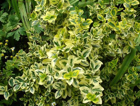 Winter creeper euonymus | plant | Britannica