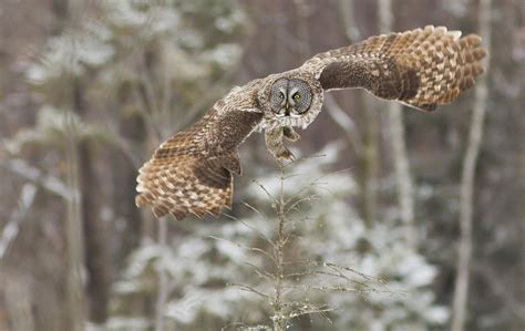 Hunting Great Grey Owl Photograph by Mircea Costina Photography - Fine Art America