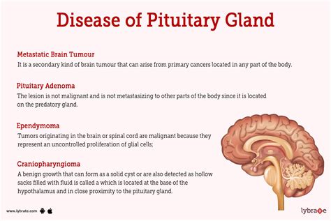 Pituitary Gland (Human Anatomy): Picture, Functions, Diseases, and Treatments