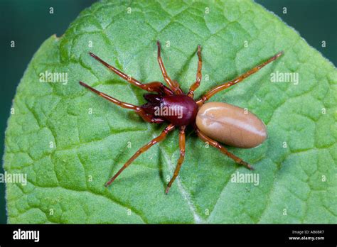 Woodlouse Spider Dysdera crocata on leaf alert and hunting potton ...