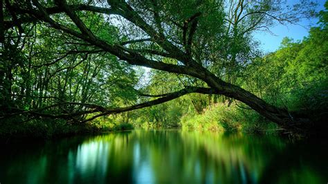 🔥 [40+] Trees with Water Wallpapers | WallpaperSafari