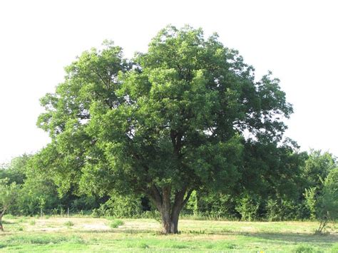 Pecan Tree | Flickr - Photo Sharing!