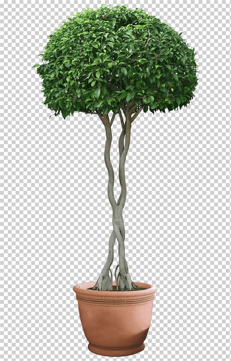 Maceta de plantas, plantas, bonsái, arbusto, sageretia theezans png ...