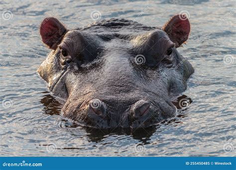 Hippopotamus Amphibius in Nature Habitat in Africa Stock Image - Image ...