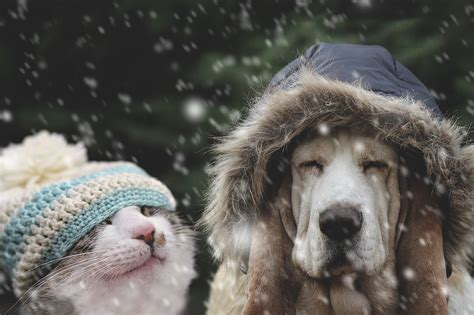 Keep Your Animals Safe This Winter