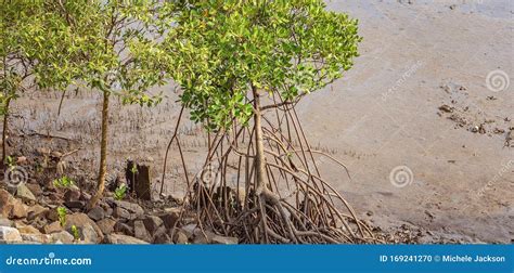 Mangroves on a River at Low Tide Stock Photo - Image of australian, etymology: 169241270