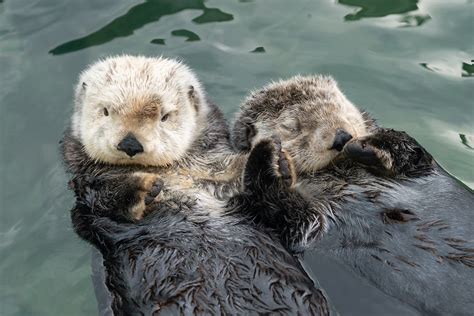 two sea otters cuddle together in the water