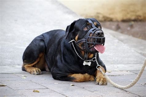 Are Rottweilers Dangerous? | A-Love-Of-Rottweilers