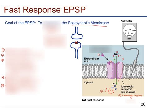 Fast EPSP Mechanism (ST) Diagram | Quizlet