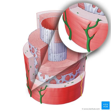 Vasa vasorum: Anatomy and function | Kenhub