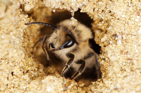 Honey Bee Nest In Ground