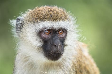 Africa Wildlife herbivores photo gallery - Tomer Razabi