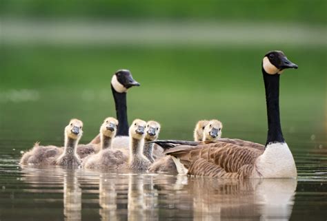 Animal Facts: Canada goose | Canadian Geographic