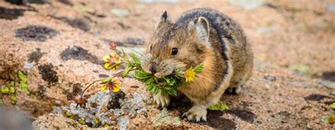 Pika Threatened by Climate Change | Saving Earth | Encyclopedia Britannica