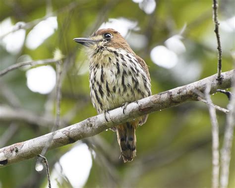 Birding the Central and Western Andes - Trip Report - On the Plus Side