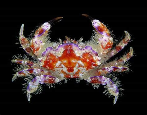 fenomena: Crabs are decapod crustacean