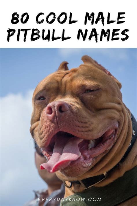 Pitbull Welpennamen | Pitbull dog names, Boy dog names, Male pitbull names