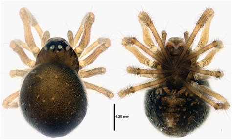 Two Amazingly Tiny Spider Species Found in China | Sci.News