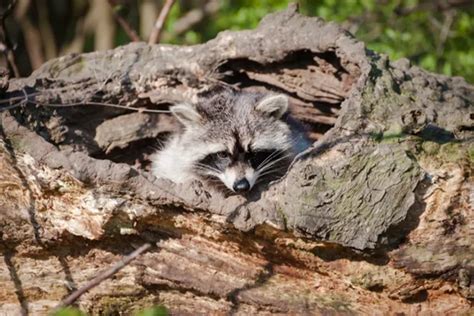 How to Find a Raccoon’s Den? - AAAC Wildlife Removal