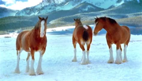 Budweiser Clydesdale’s Decide To Have A Snowball Fight And Prove They Should Never Be Messed ...