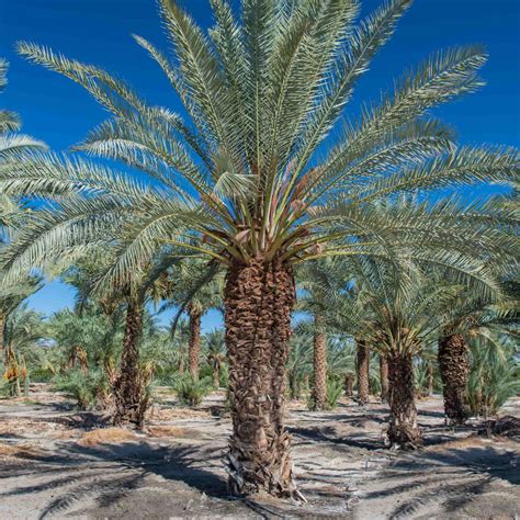 Male Barhi | Phoenix Agrotech - Date Palm Tissue Culture Lab