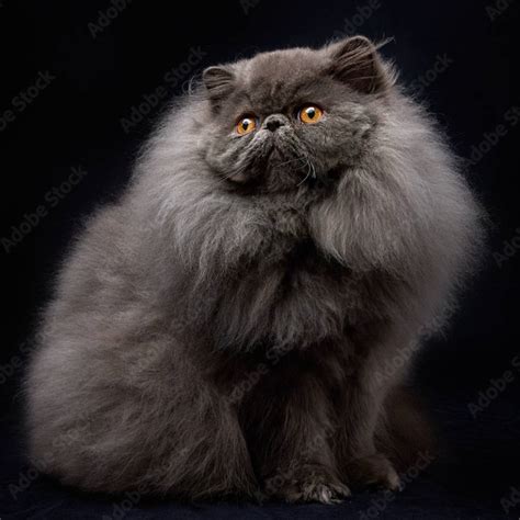 Blue Persian Cat Facts - Persian Cat Corner