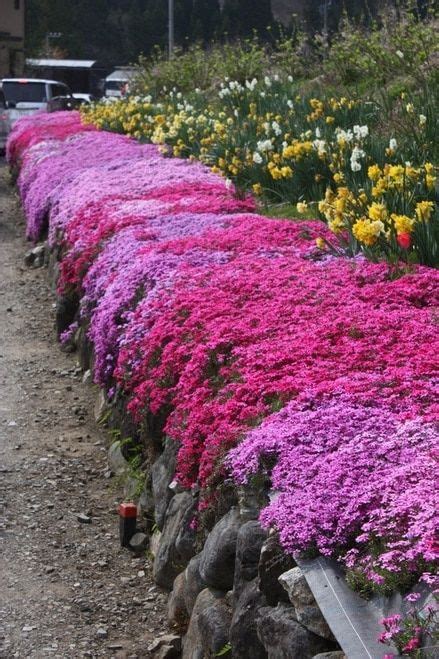 Pink Creeping Phlox is a low-lying and fast-spreading evergreen, making ...