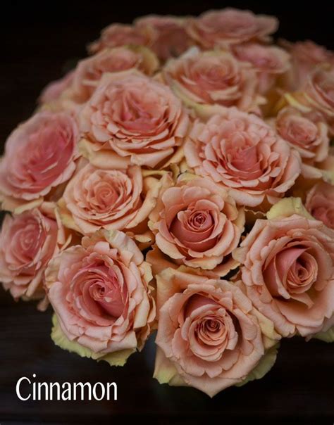 11 best peach rose variety images on Pinterest | Peach rose, Color ...