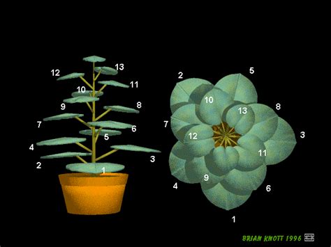 Marvelous Manipulative Math: FANTASTIC FIBONACCI