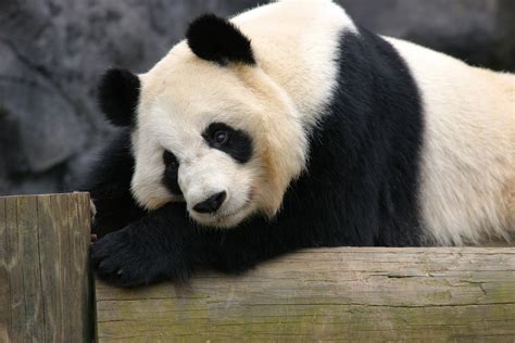 Giant Pandas Projects - Zoo Atlanta