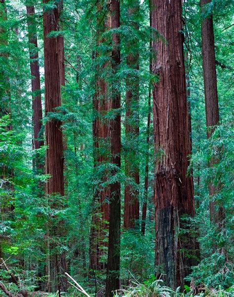 REDWOOD FOREST – BLURS | Hawkins Photo Alchemy