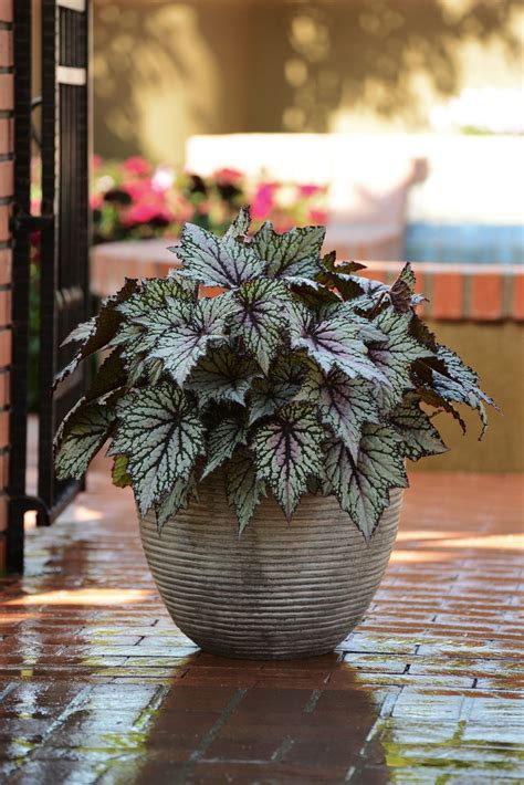 Shade Loving Begonia #hydroponicgardening | Potted plants outdoor, Shade plants container ...