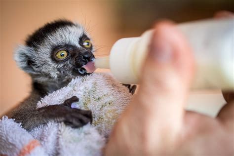 Adorable baby lemur has a bottle Picture | Cutest baby animals from ...